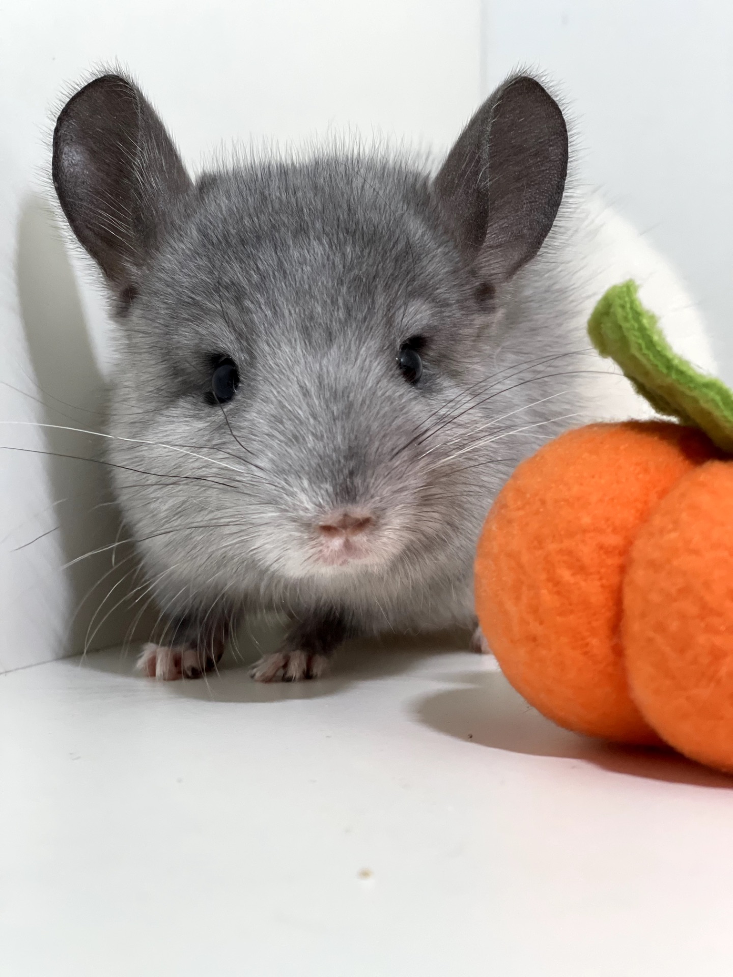 Шикарный ручной малыш шиншиллы Белый эбони носитель голубого бриллианта