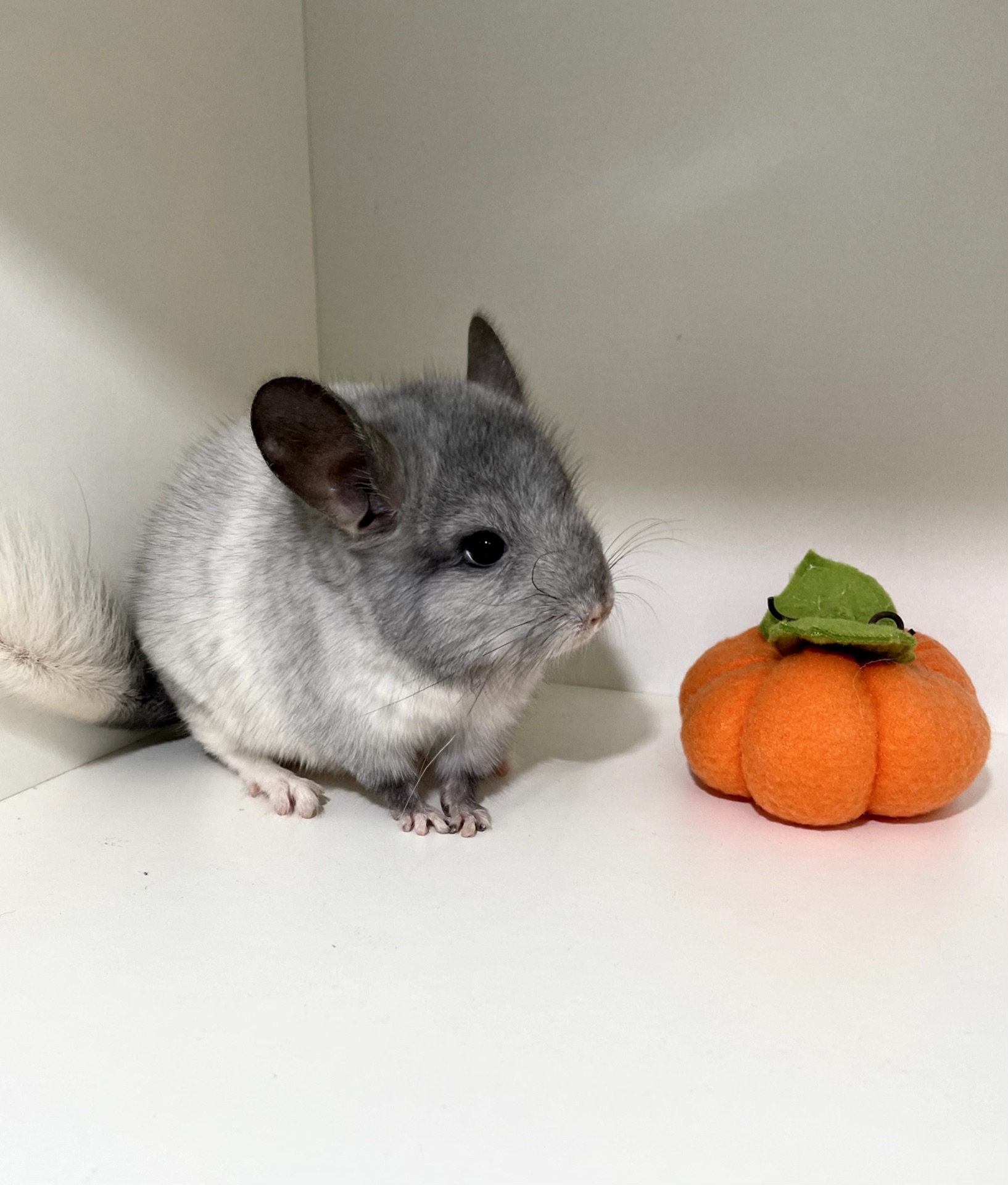 Шикарный ручной малыш шиншиллы Белый эбони носитель голубого бриллианта