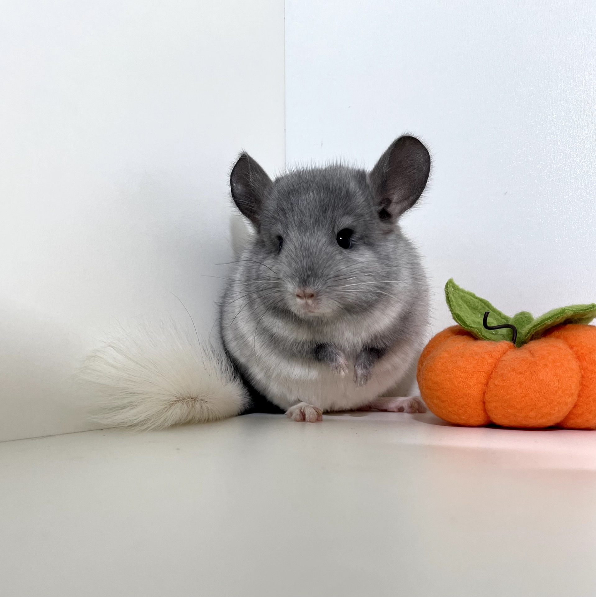 Шикарный ручной малыш шиншиллы Белый эбони носитель голубого бриллианта