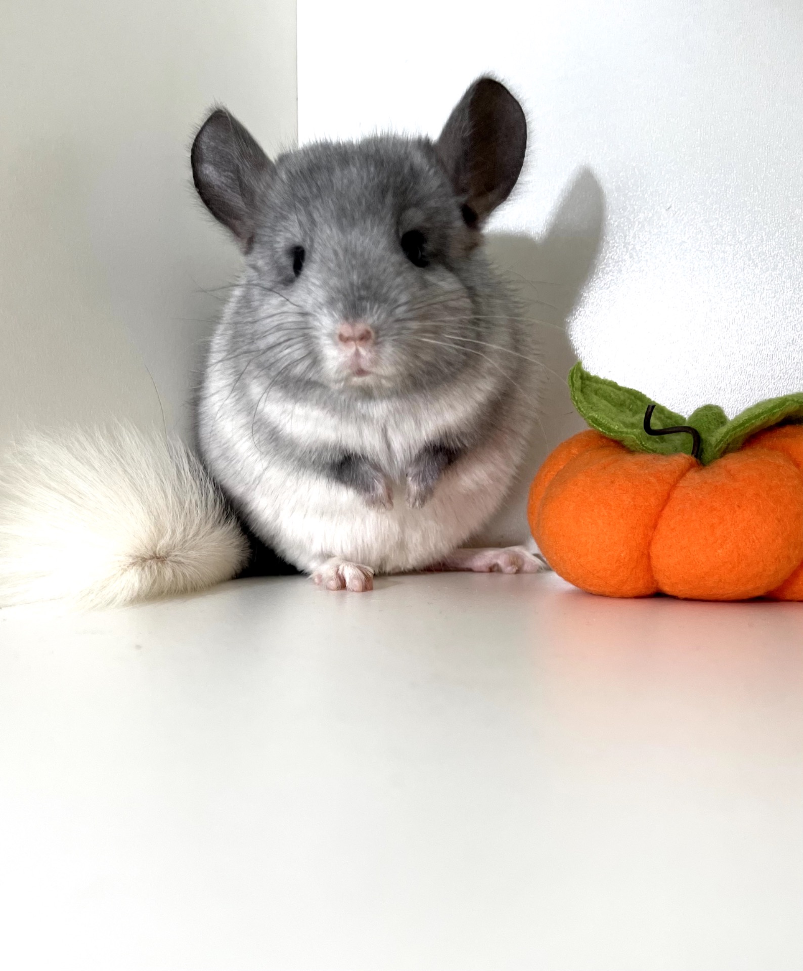 Шикарный ручной малыш шиншиллы Белый эбони носитель голубого бриллианта