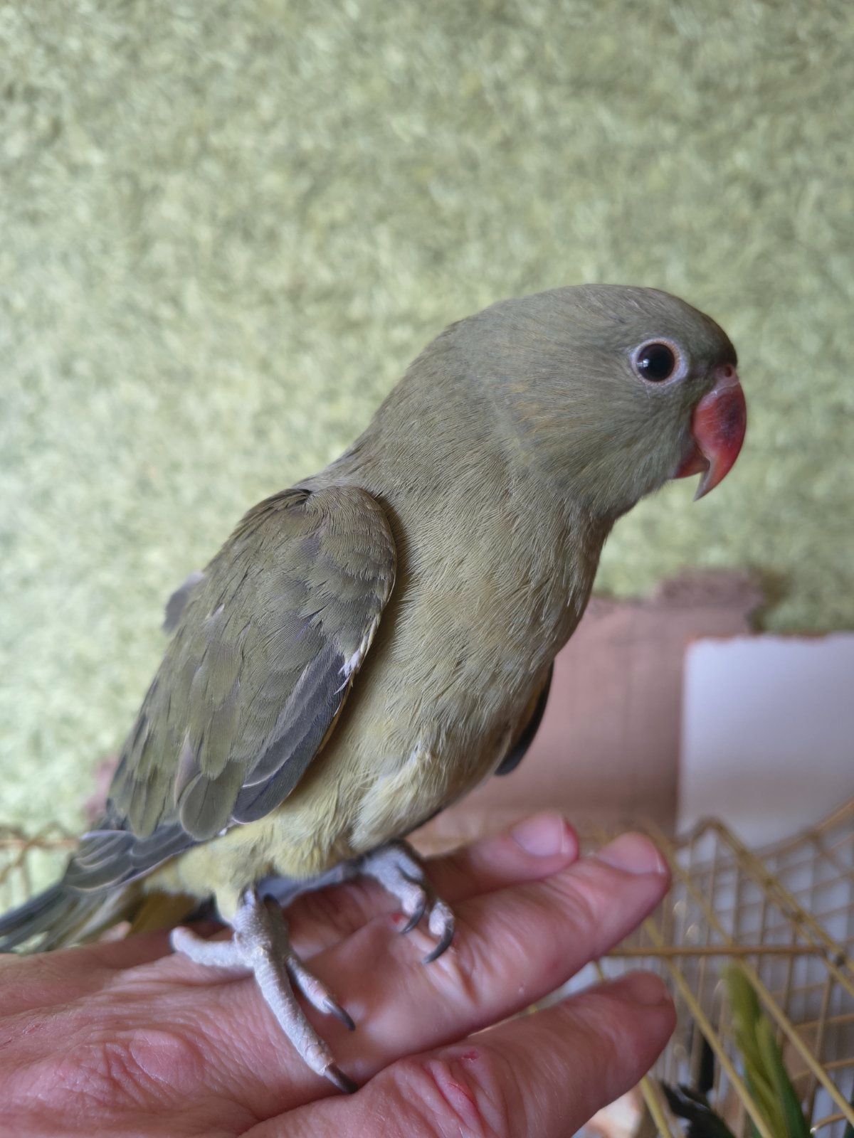 🦜 Ручний ожереловий папуга