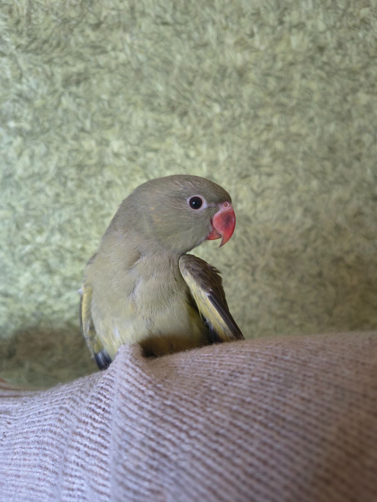 🦜 Ручний ожереловий папуга