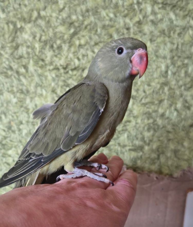 🦜 Ручний ожереловий папуга