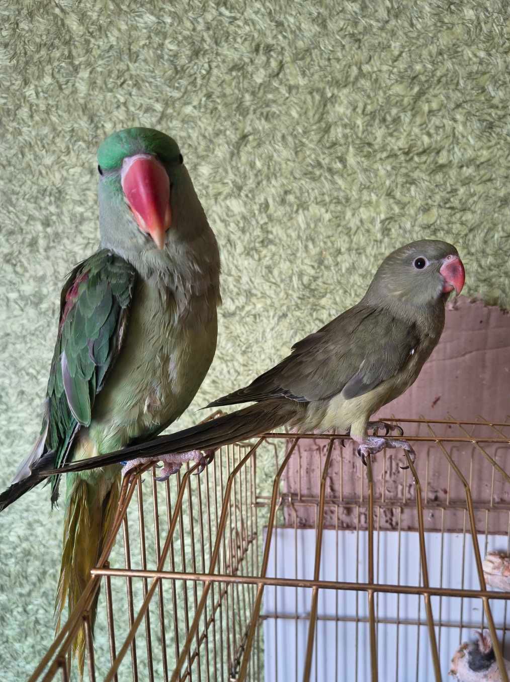 🦜 Ручний ожереловий папуга