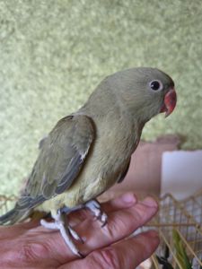 🦜 Ручний ожереловий папуга