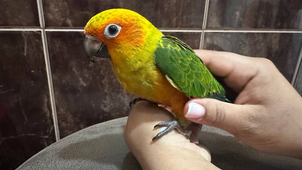 Очень ручной и молодой Аратинга солнечный