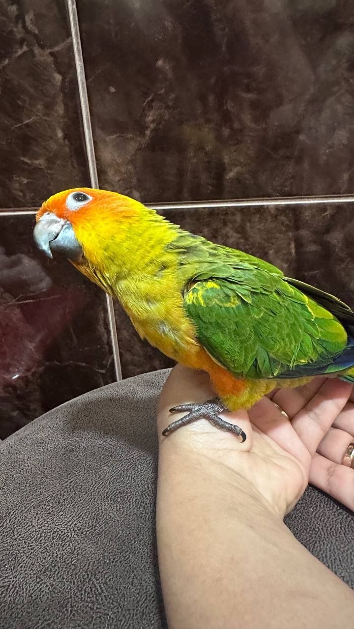 Очень ручной и молодой Аратинга солнечный