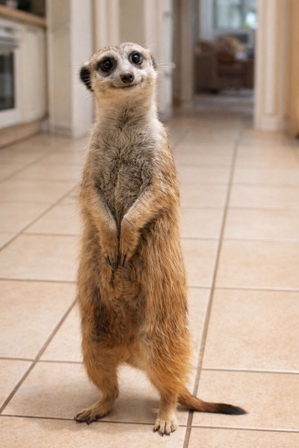 Сурікат — домашній ручний сурікат, незвичайний екзотичний улюбленець для вашого дому