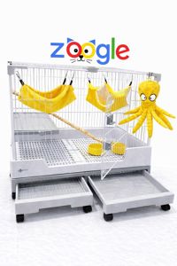 Сурікат — домашній ручний сурікат, незвичайний екзотичний улюбленець для вашого дому