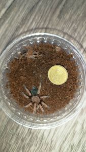 Паук птицеед Brachypelma boehmei для новачків малюки