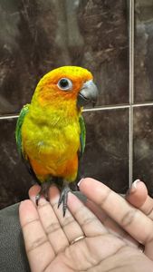 Очень ручной и молодой Аратинга солнечный