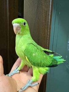 Попугаи ожереловый птенчики