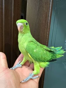 Попугаи ожереловый птенчики