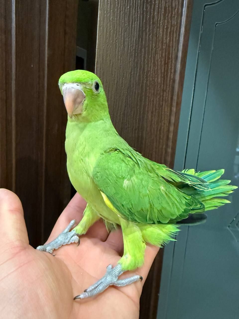 Попугаи ожереловый птенчики