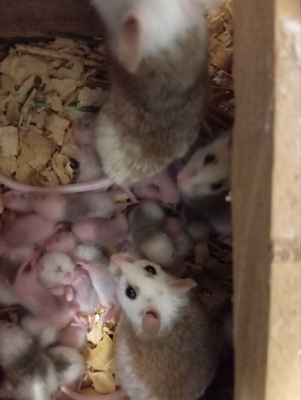 Мастоміс, натальська криса, мастомисы