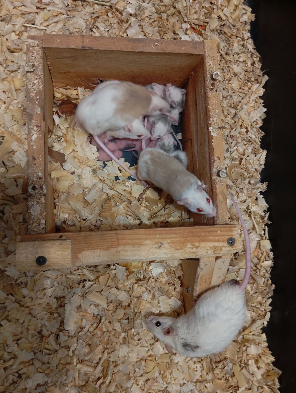 Мастоміс, натальська криса, мастомисы