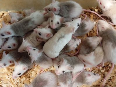 Мастоміс, натальська криса, мастомисы