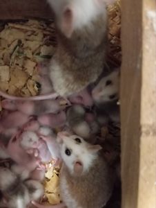 Мастоміс, натальська криса, мастомисы