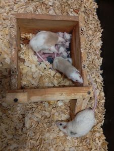 Мастоміс, натальська криса, мастомисы