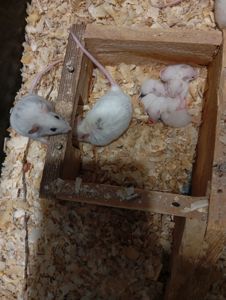 Мастоміс, натальська криса, мастомисы