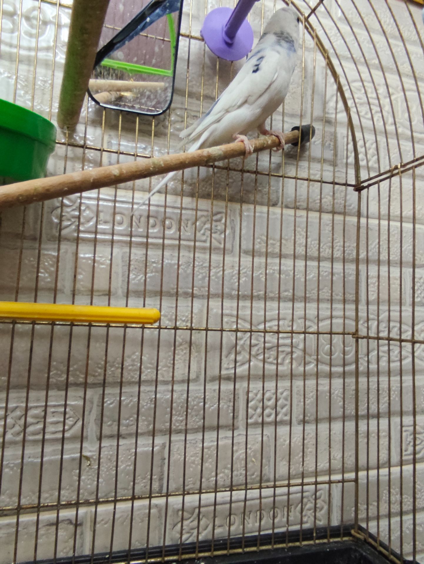 Хвиляста папужка