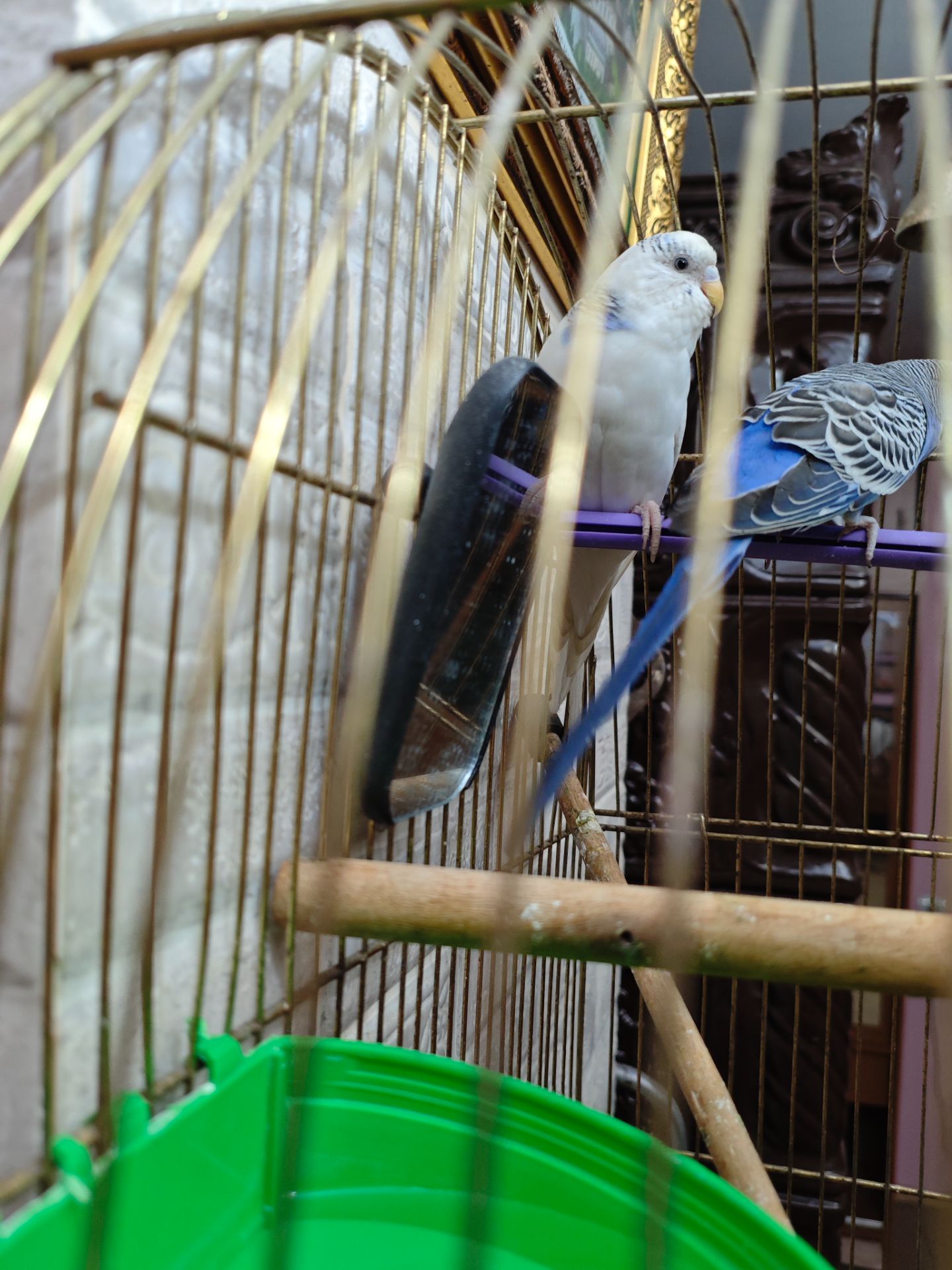 Хвиляста папужка