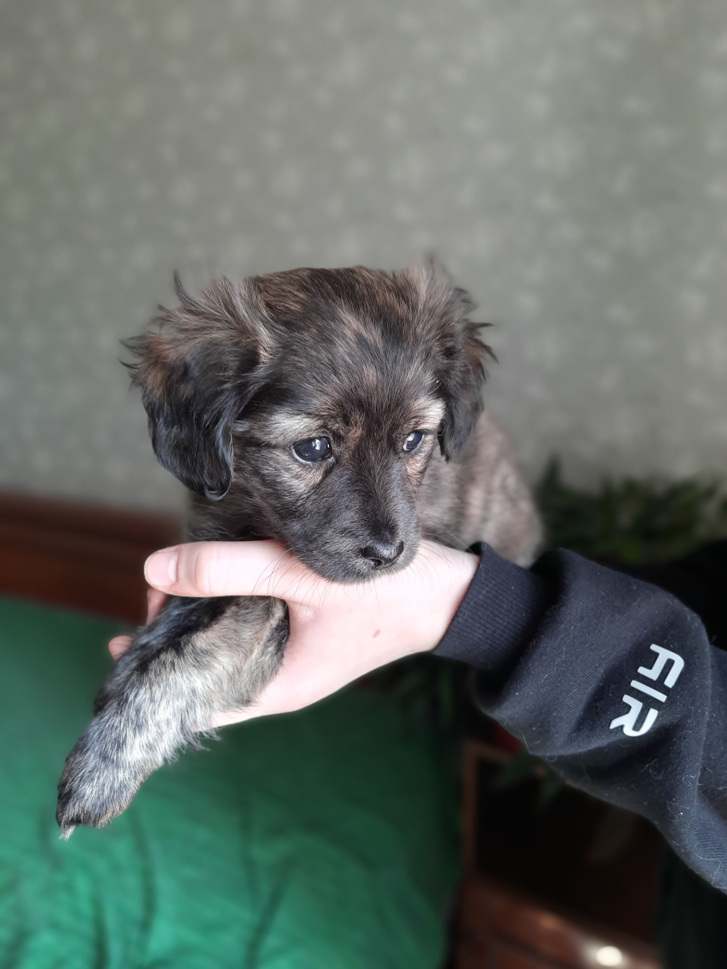 Чарівна дівчинка Квітка шукає дім