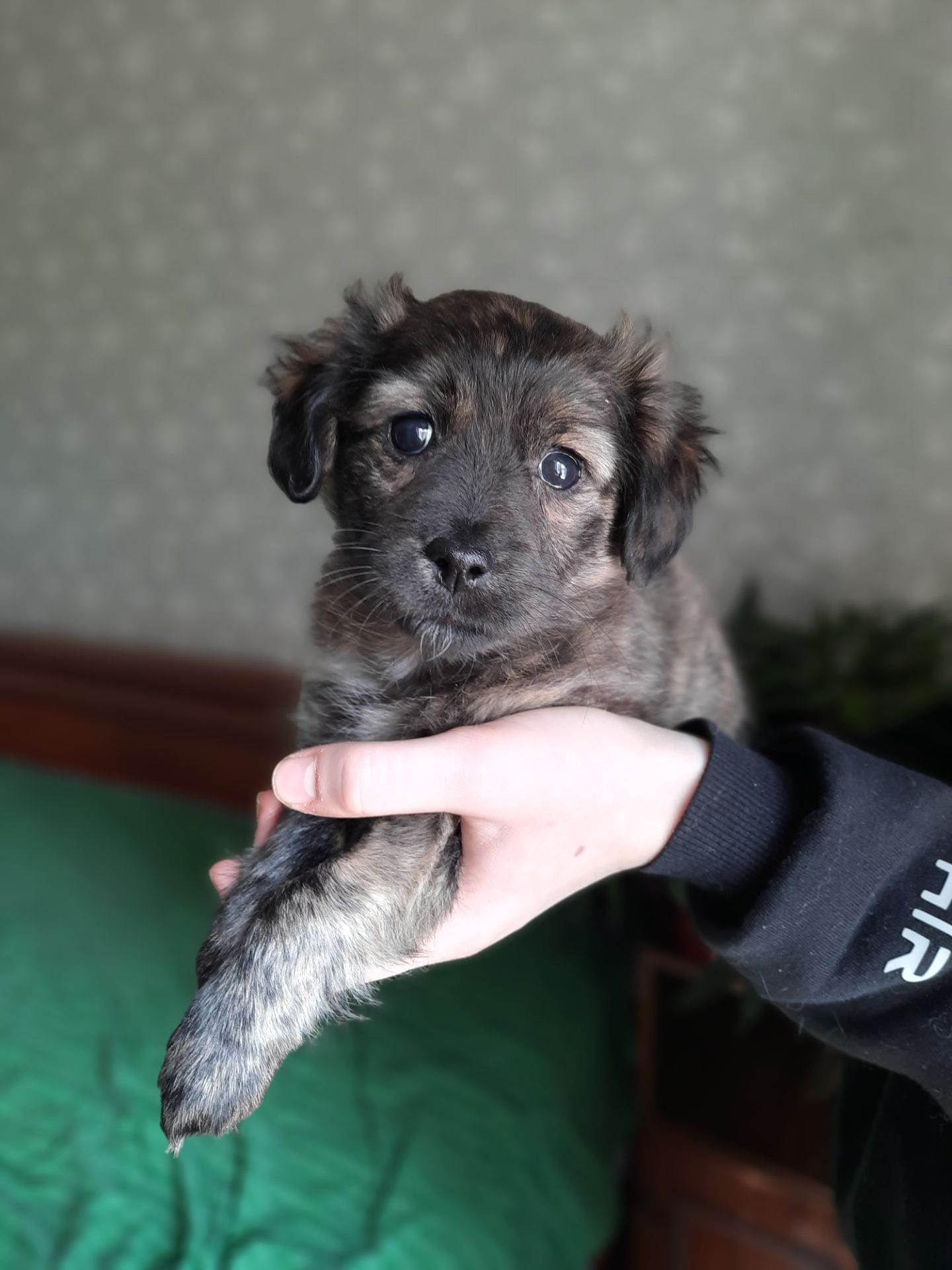 Чарівна дівчинка Квітка шукає дім