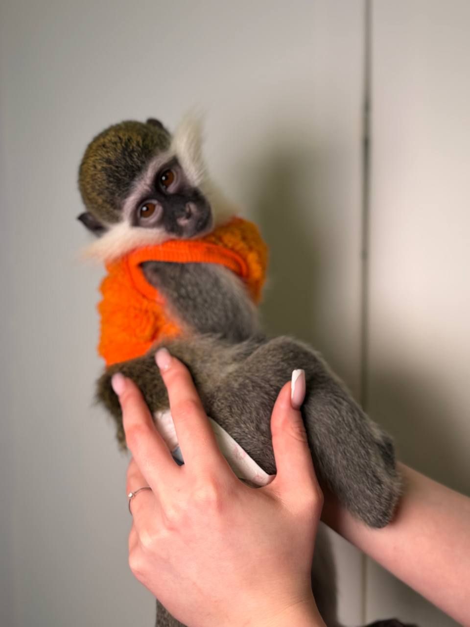 Карликова зелена мавпа Верветка, зелена мавпочка, домашня мавпочка, карликова зеленка