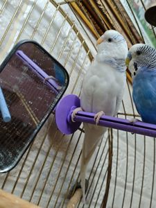 Хвиляста папужка