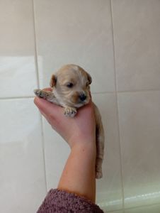 Пропонуємо до бронювання мальтипу Ф1