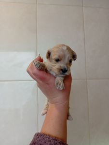 Пропонуємо до бронювання мальтипу Ф1