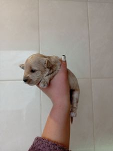 Пропонуємо до бронювання мальтипу Ф1