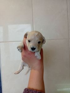 Пропонуємо до бронювання мальтипу Ф1