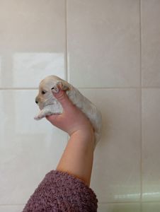 Пропонуємо до бронювання мальтипу Ф1