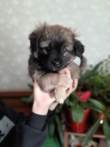 Пухнастий хлопчик Соло шукає дім