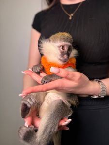 Карликова зелена мавпа Верветка, зелена мавпочка, домашня мавпочка, карликова зеленка