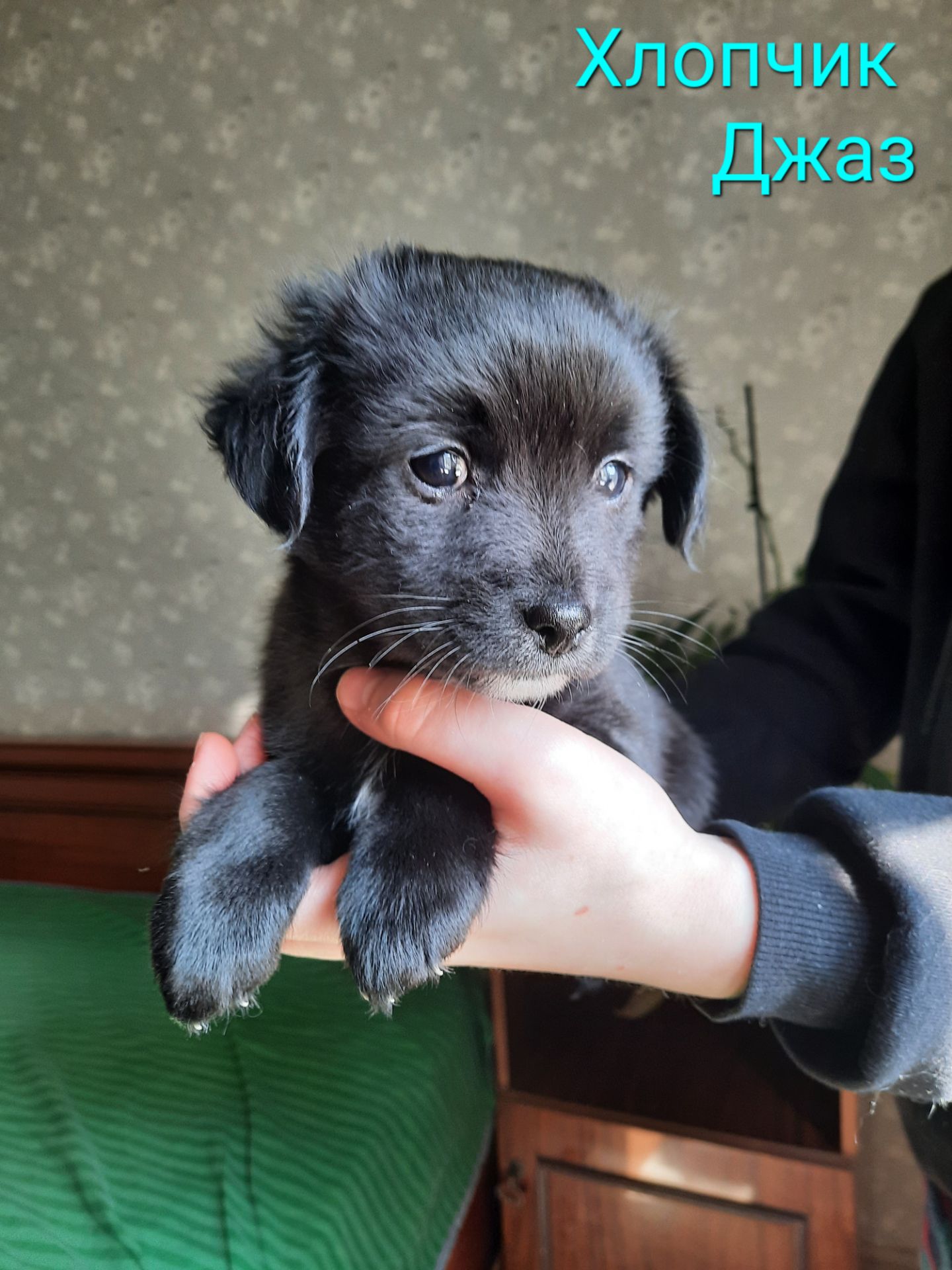 Хлопчик Джаз шукає дім