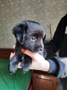 Хлопчик Джаз шукає дім