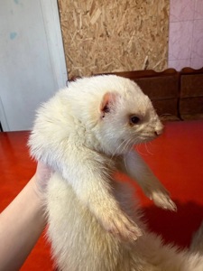 Тхір, фретка, хорек