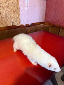 Тхір, фретка, хорек