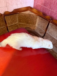 Тхір, фретка, хорек