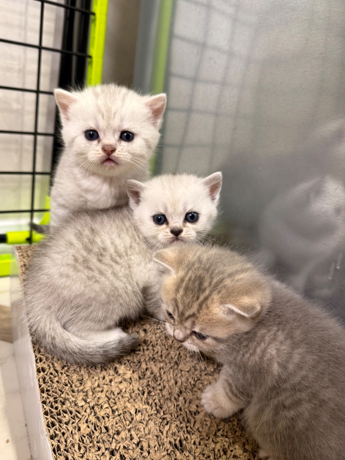 Маленькі кошенятка шукають люблячу сімʼю