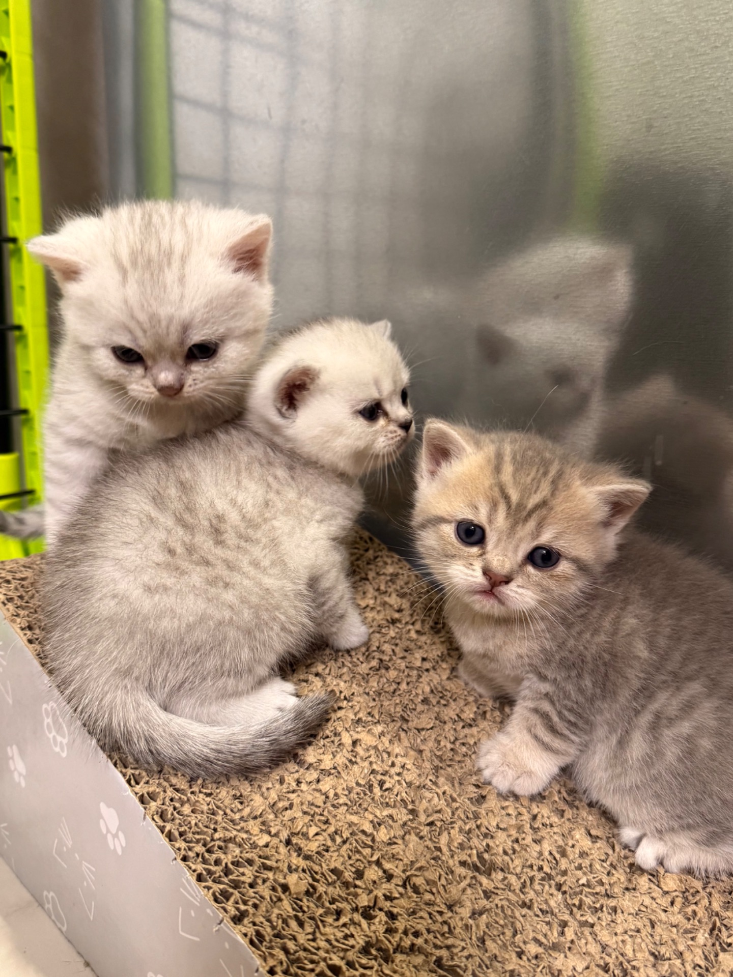Маленькі кошенятка шукають люблячу сімʼю