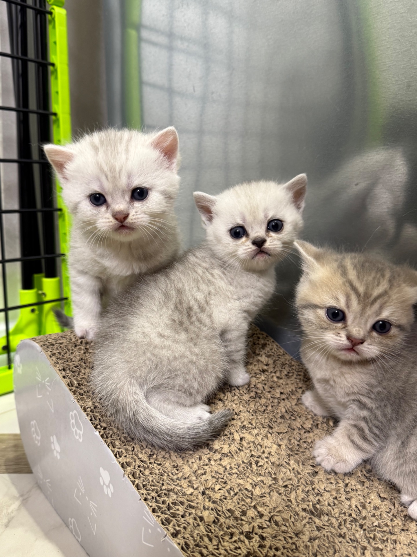 Маленькі кошенятка шукають люблячу сімʼю