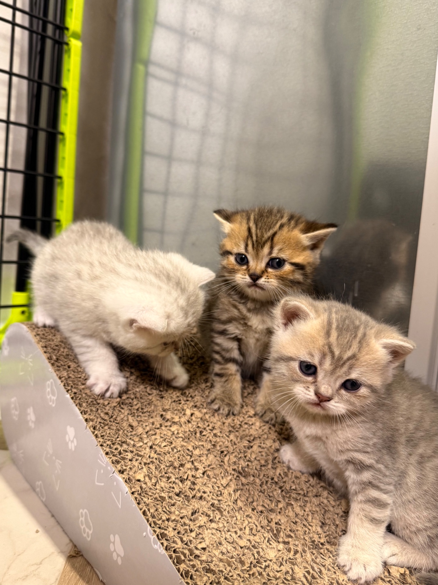 Маленькі кошенятка шукають люблячу сімʼю