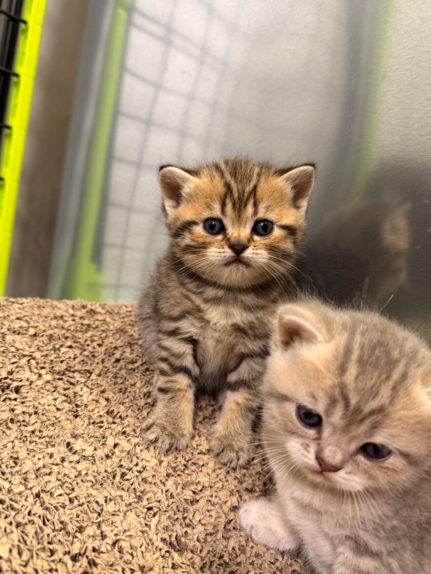 Маленькі кошенятка шукають люблячу сімʼю