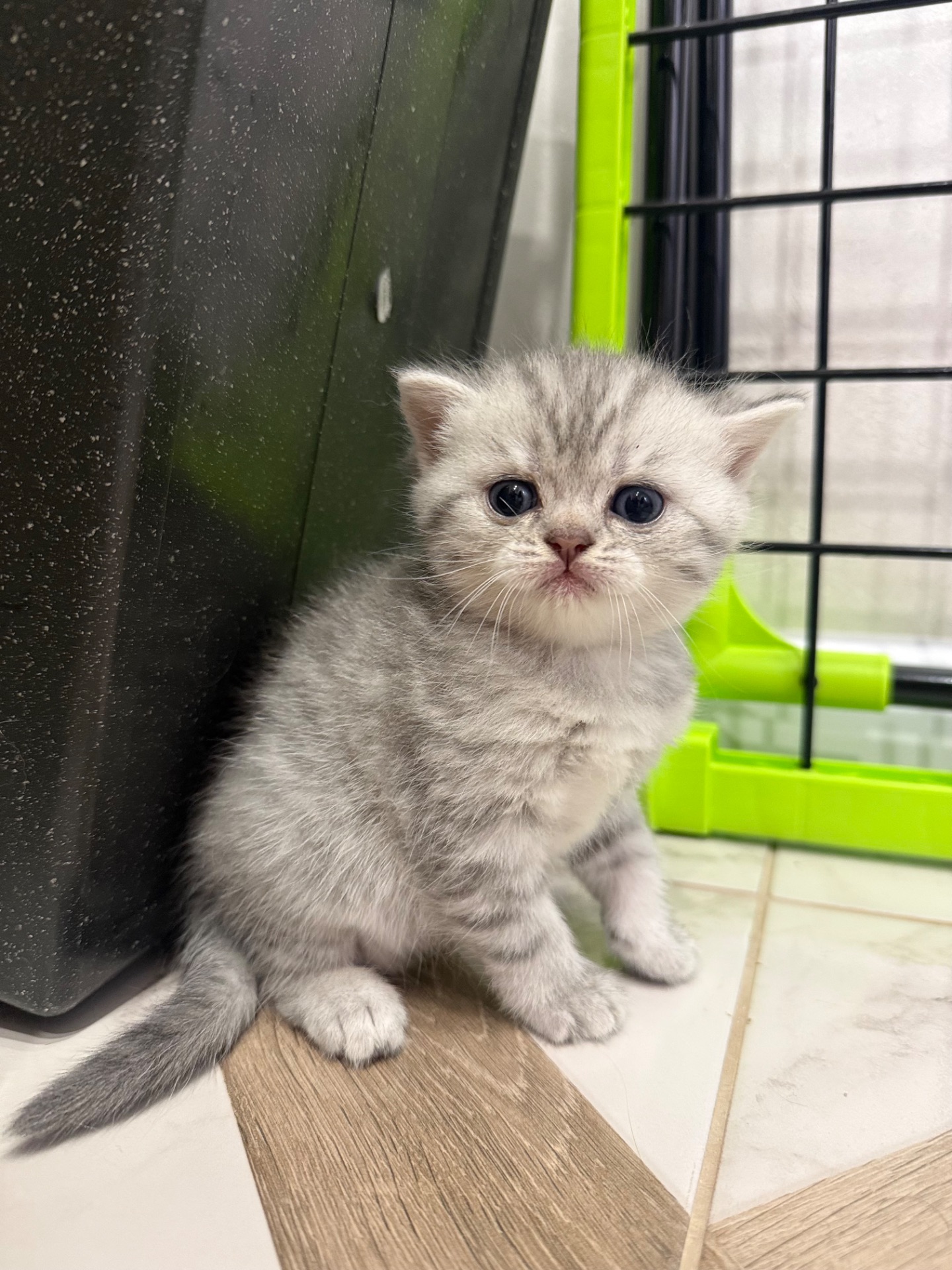 Маленькі кошенятка шукають люблячу сімʼю