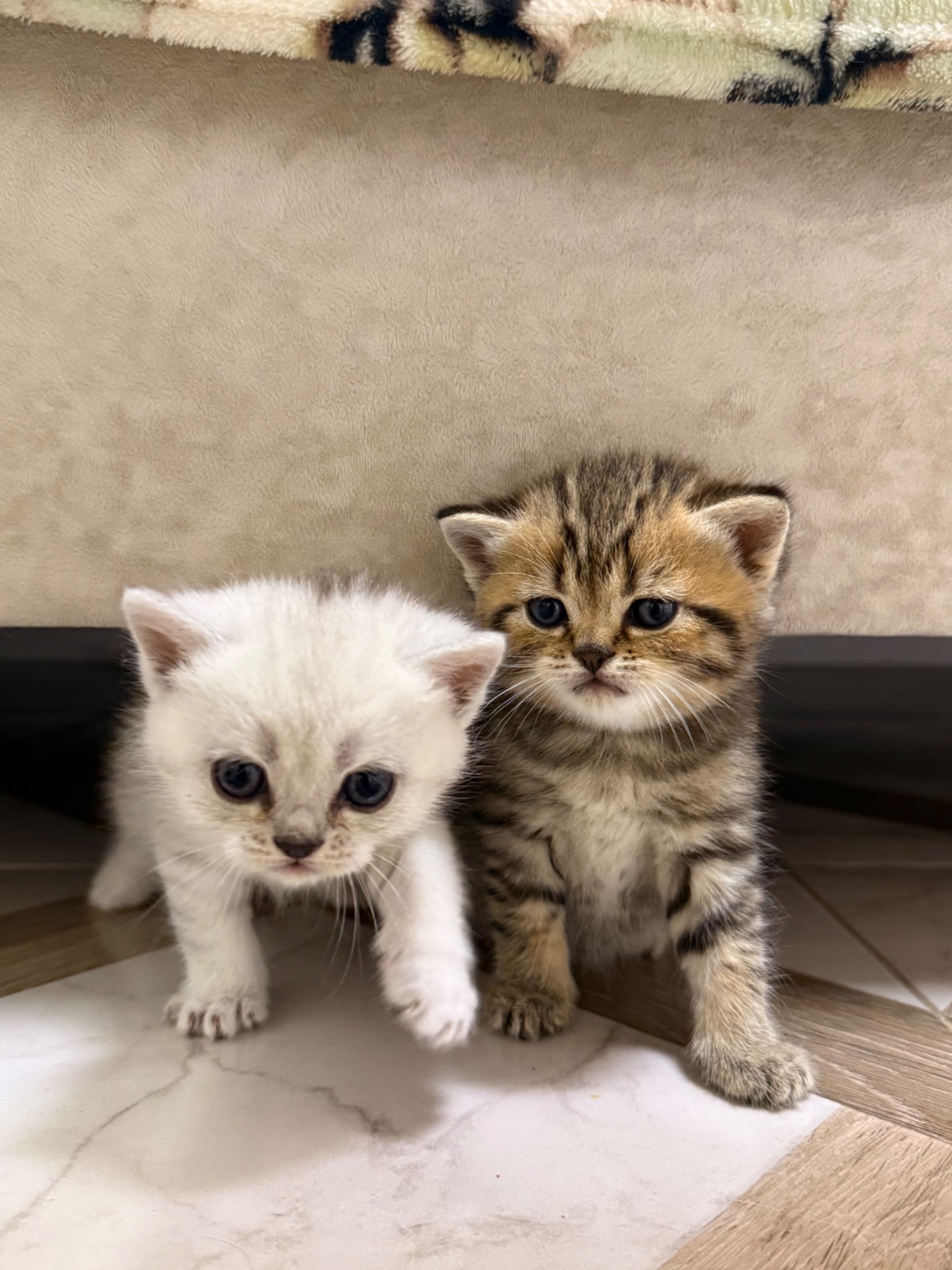 Маленькі кошенятка шукають люблячу сімʼю