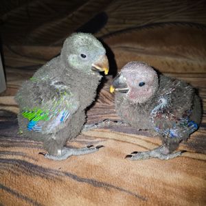 Еклектус - малята викормиші